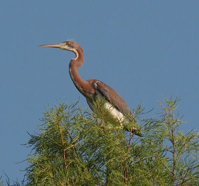 [This heron with its long pointed beak faces the left. Its lower body and legs are covered by the tree greenery. Its white belly is visible. Its feathers are still mostly brown although some along the edges have begun turning blue-grey.]